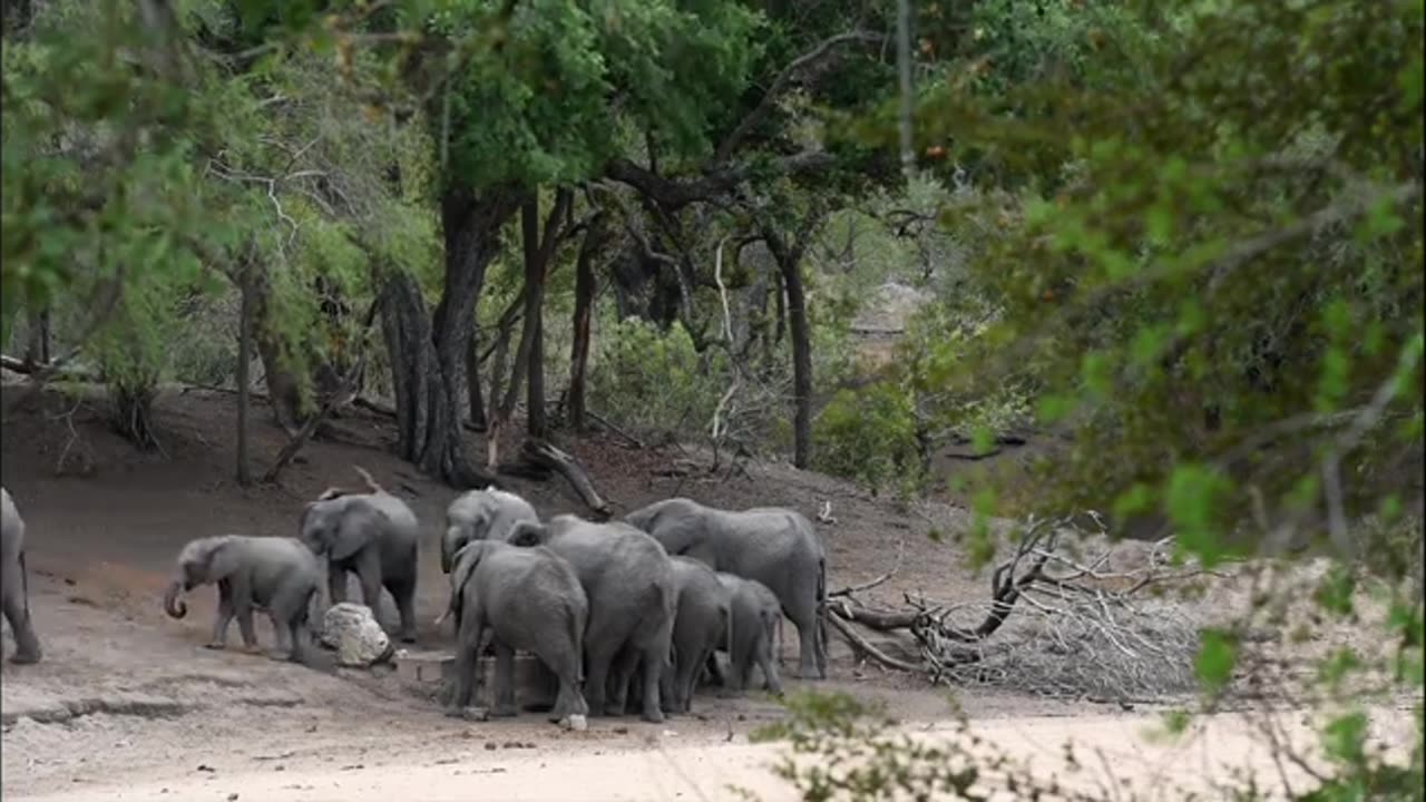 Baby Elephants funny videos