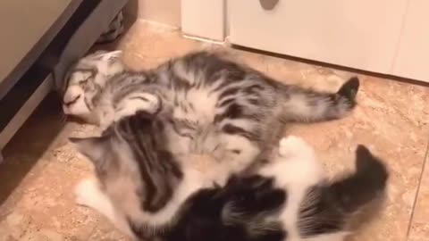 Funny cats and dogs🐶🐕‍🦺