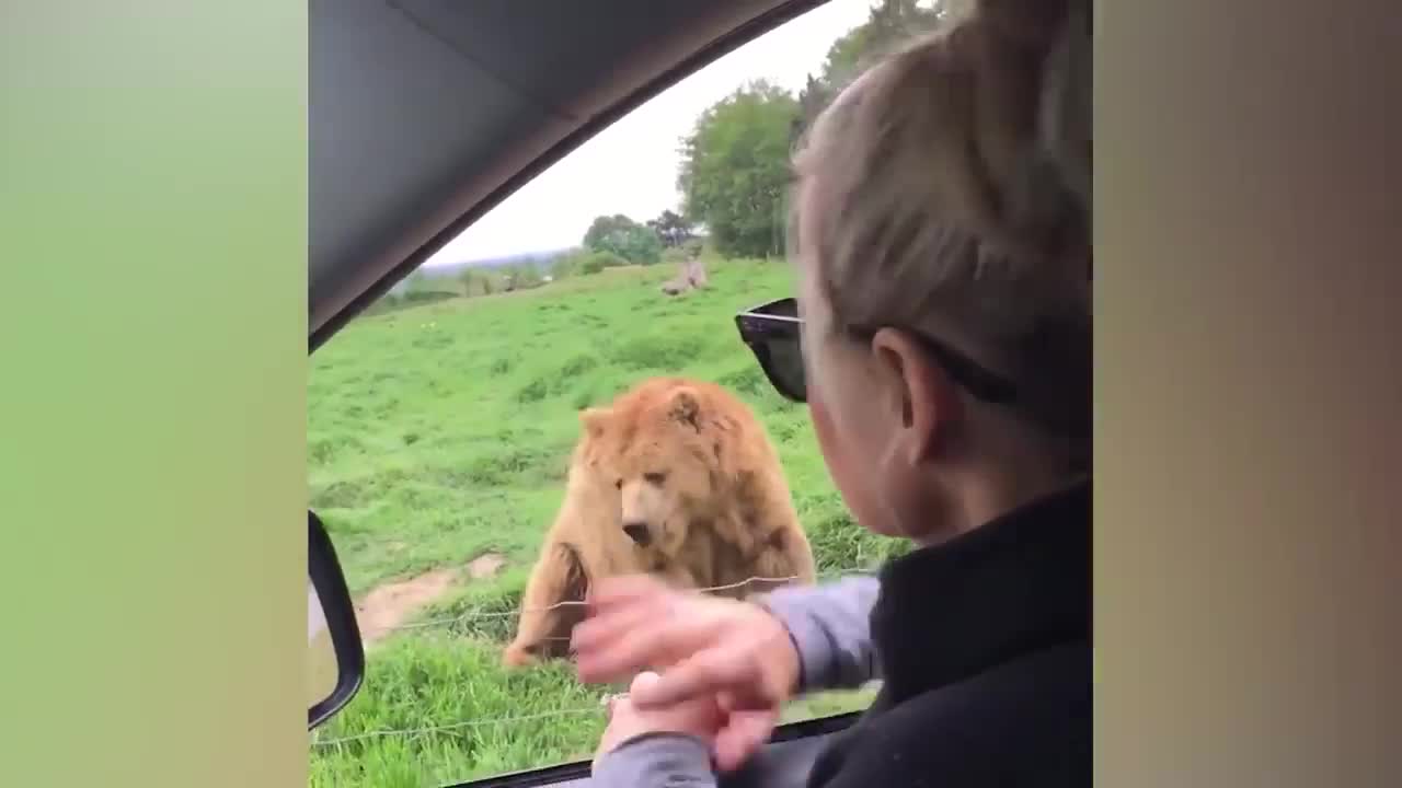 WOW! The Bear waved goodbye to this lady