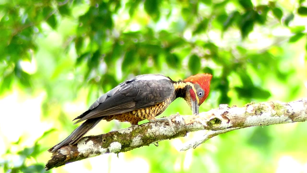 Woodpecker cut wood