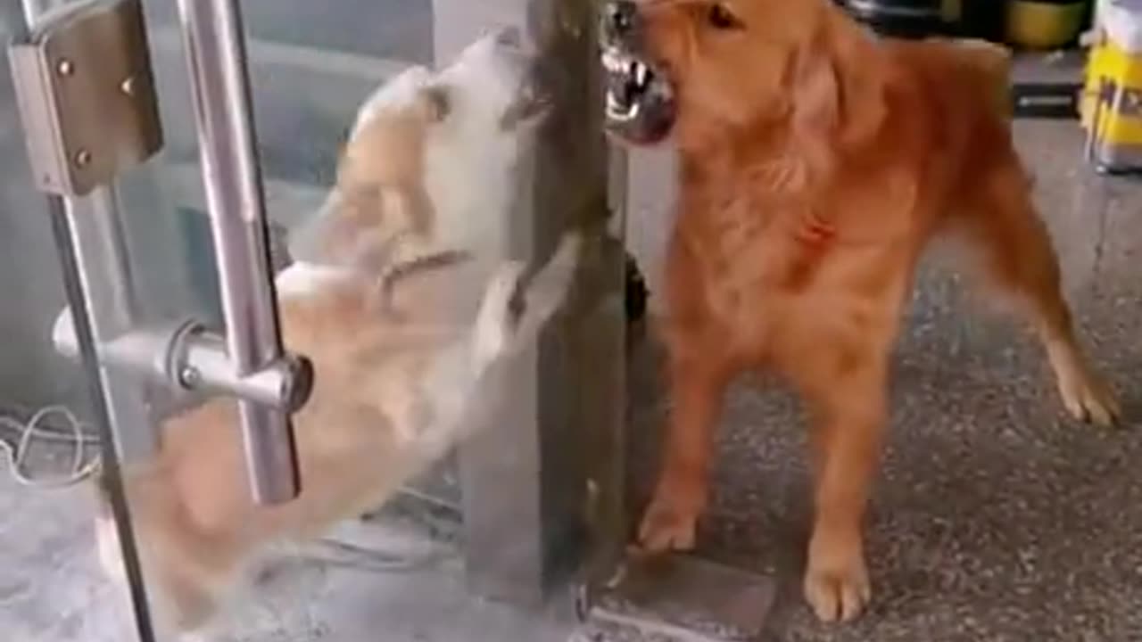 dogs only fight when the glass door is in between them