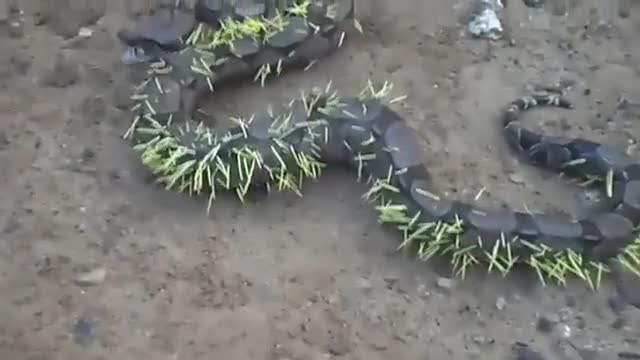 Cobra tentou comer ouriço-cacheiro mas arrependeu-se amargamente