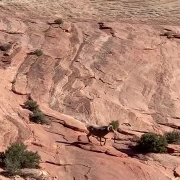 Fearless Goat Conquers Rocky Landscape to Find Its Family in Arizona