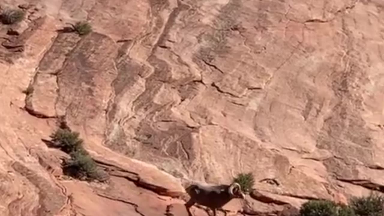 Fearless Goat Conquers Rocky Landscape to Find Its Family in Arizona