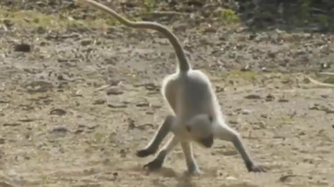 Funniest Monkey - cute and funny monkey videos Full HD