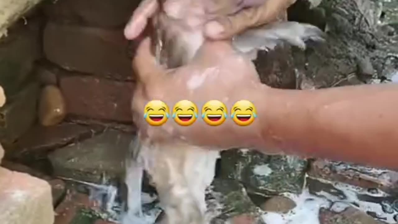 Bathing the monkey