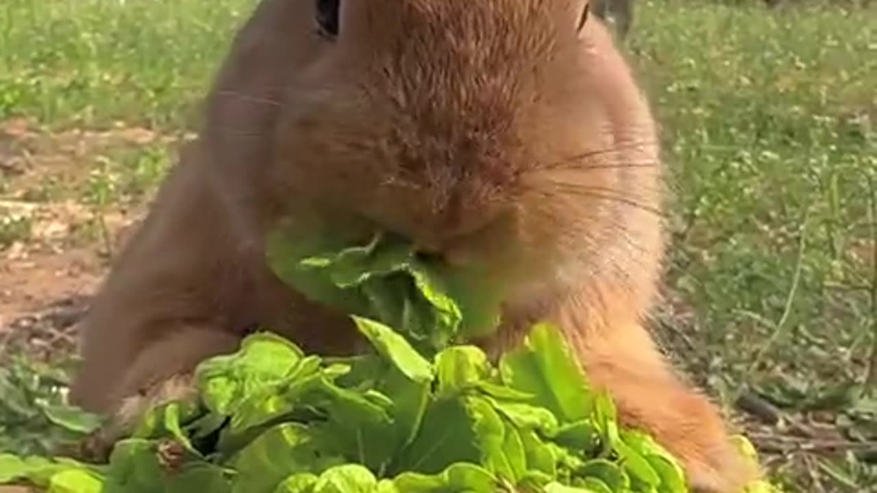 The little rabbit is eating elm seeds.