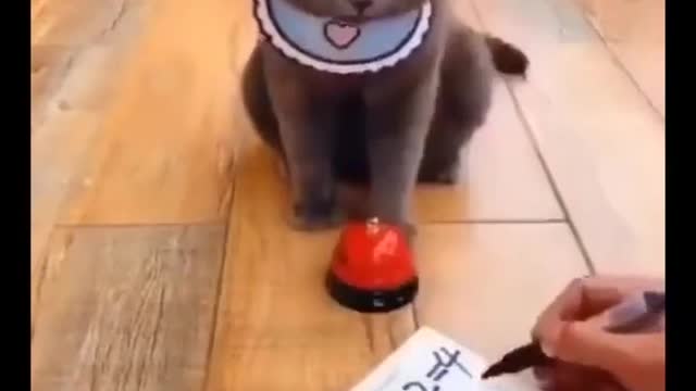 Funny cat video, mathematician Meow # funny cat # cat # cat toy