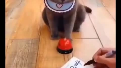Funny cat video, mathematician Meow # funny cat # cat # cat toy