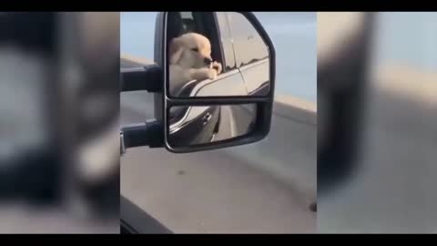 Cute Puppy on the road