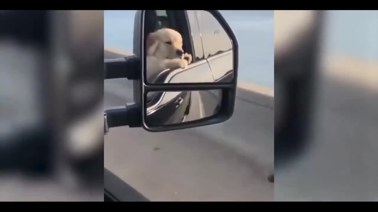 Cute Puppy on the road