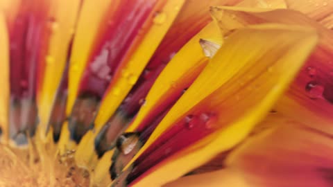 Yellow flower macro close up