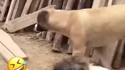 Funny animals video