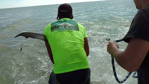 People Catch Massive Tiger Shark in Massachusetts