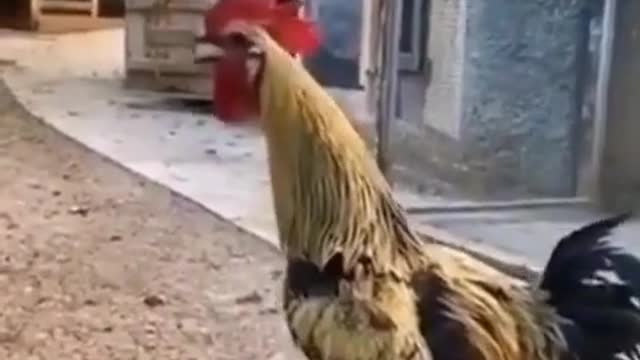 Funny Drunk chicken