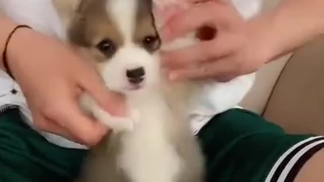 cute fluffy dogs!