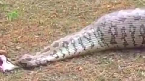 "Shocking Moment: Giant Python Regurgitates a Whole Goat—You Have to See This!"
