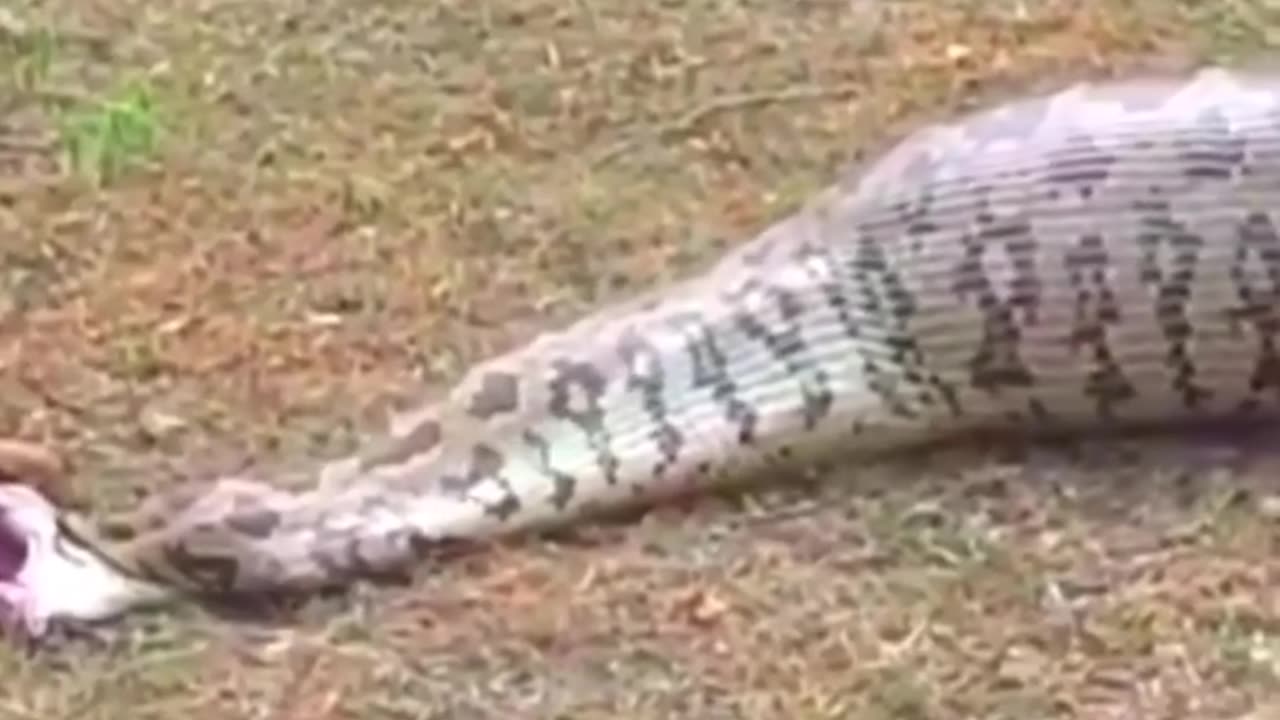 "Shocking Moment: Giant Python Regurgitates a Whole Goat—You Have to See This!"