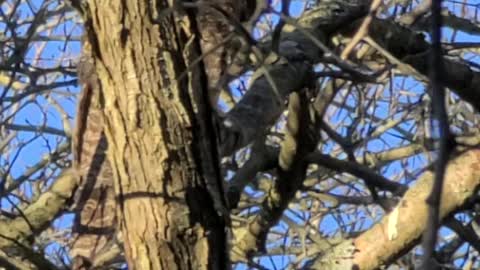 Great horned owl lakeshore on.