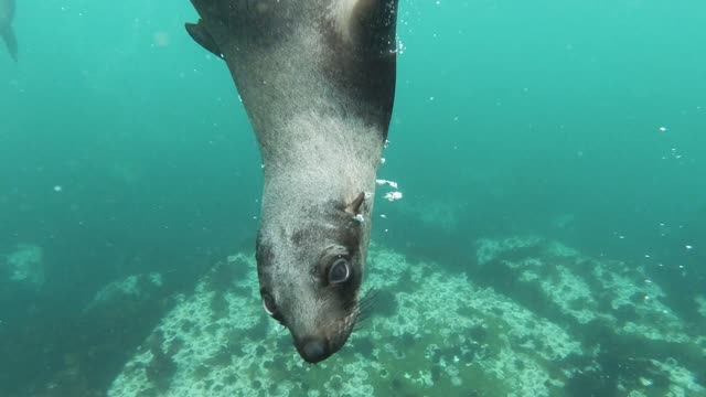 Close View of Sea Lion Swimming Underwater