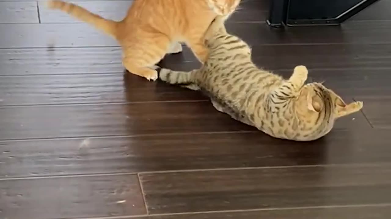 Funny cats pull of sneak attack!