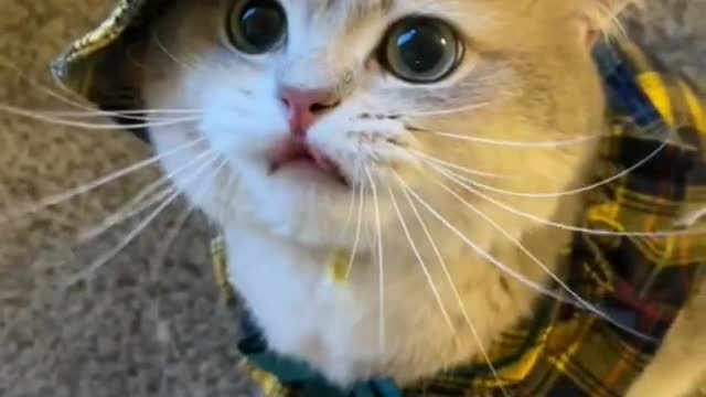 Funny cat