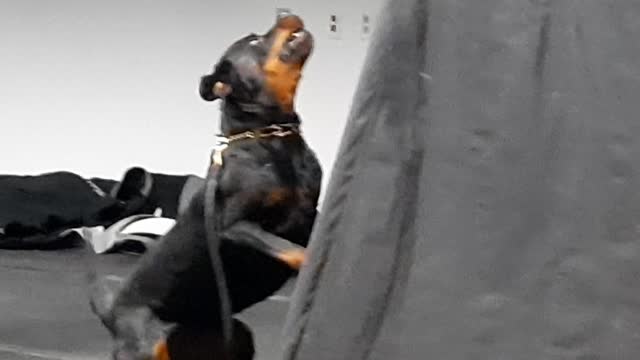 Ava Rottweiler doing bite work