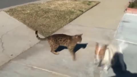 funny cats versus dogs 🐈 - 🐕 #animals fight #dog #cat