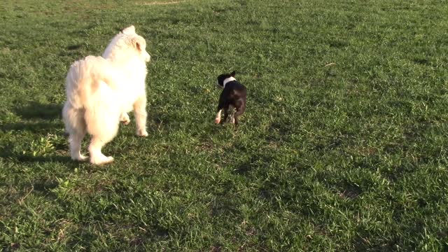 Boston terrier vs. Great Pyrenees: part 3