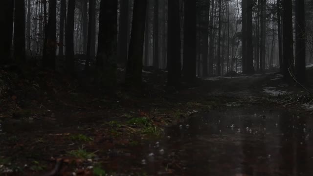 Relaxing Sound of Rain Forest Puddles 2 Hours