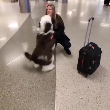 Ecstatic dog can't hold his bladder when reunited with owner at airport