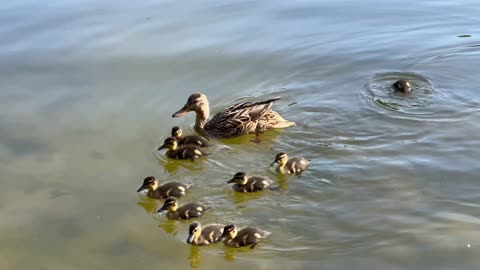 Cute 🦆 Soo cute🤗