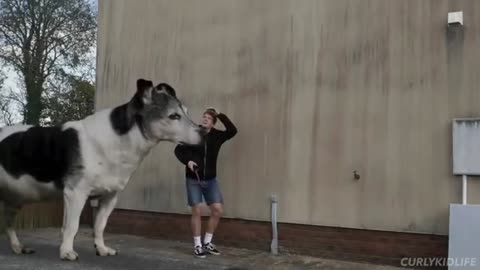 Biggest dog in the world