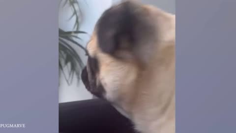DRAMATIC DOGS EVER!!!