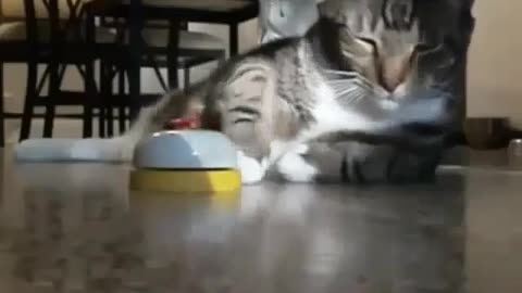 Funny and Cute Cats Videos #185
