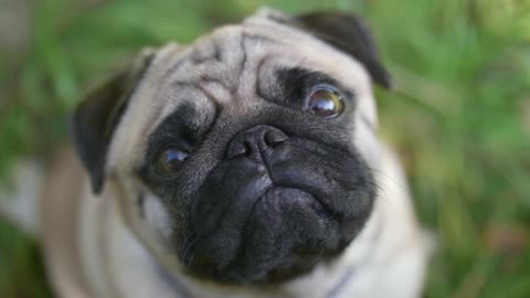 The dog is upset