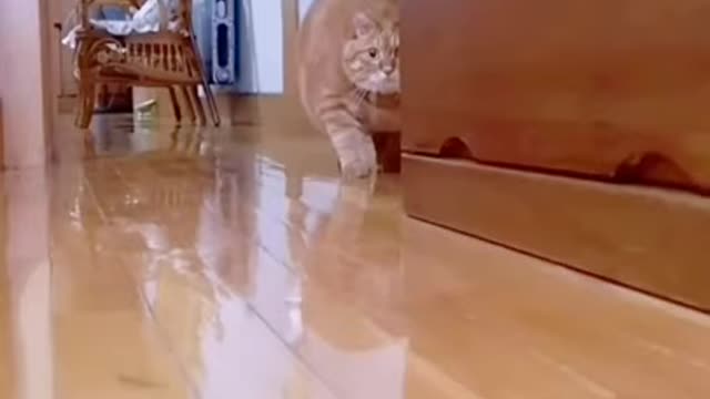 Cute cat funny Video. Most funny Moment