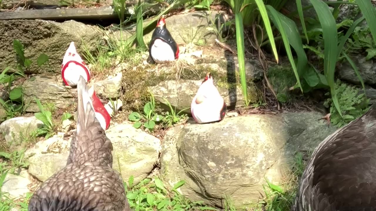 Sheela and the Family get a visit from Karen and The Hen Council