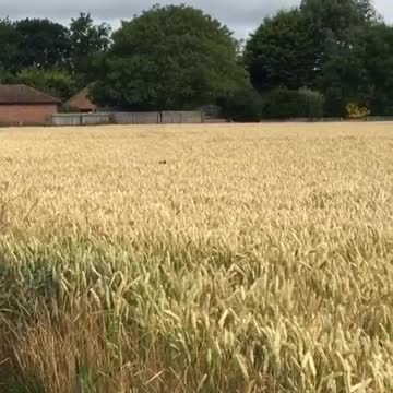 Cute, Animals, dogs, Smart puppies😍😘💓💓