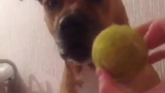 100 to 0 dog knocks down tennis ball