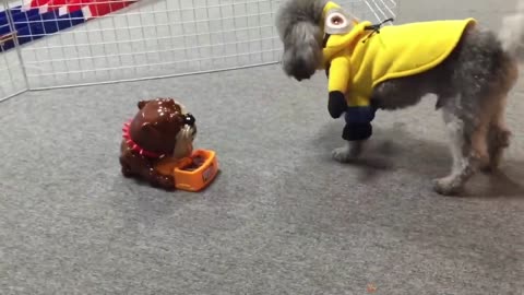 Dog Reaction to Playing Toy - Funny Dog Toy Reaction Compilation