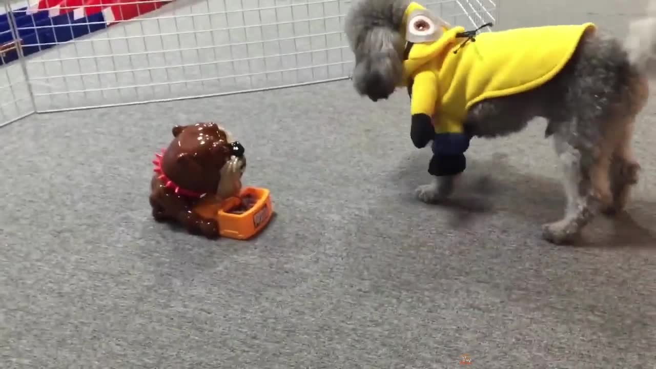Dog Reaction to Playing Toy - Funny Dog Toy Reaction Compilation