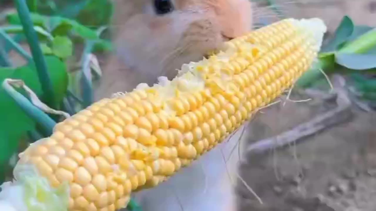 Animal video rabbit