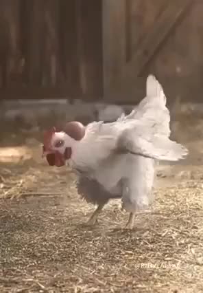 دجاجة تلعب بالبيضه