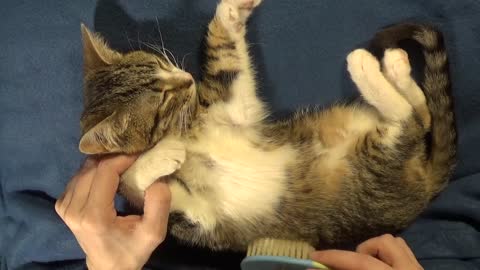 Rudolph the Little Cat Wants Mom to Brush His Belly