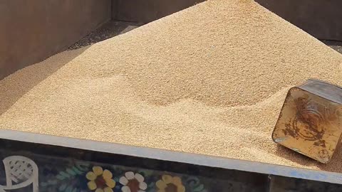 Gat out wheat from the machine