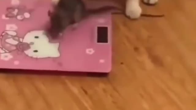 the cat weighs the mouse