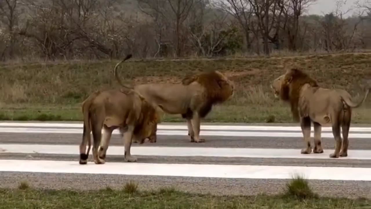 males from Plains Camp •vs• Tumbela