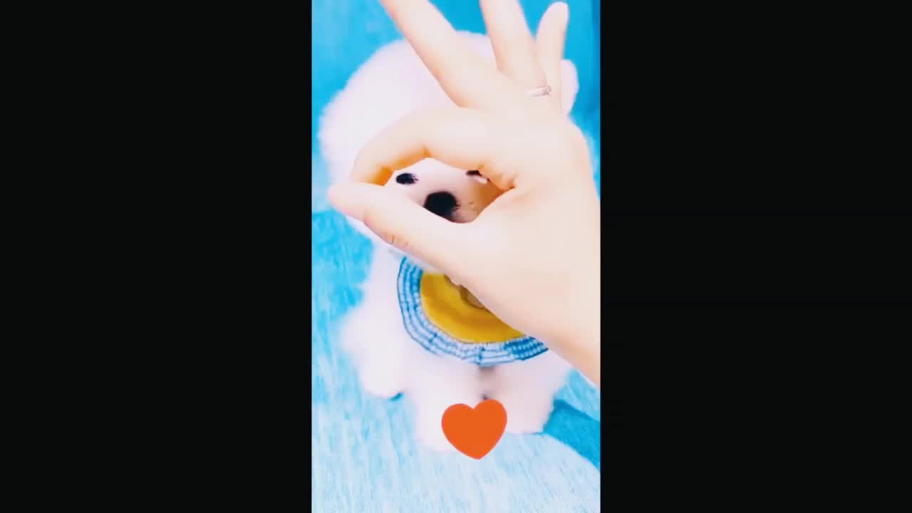 Cute & Funny puppy Compilarion Vedio #01