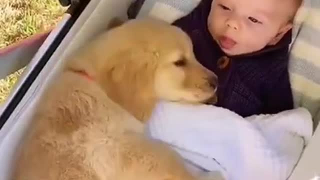 Cute Baby Playing With Dogs Compilation - Baby Pets Video